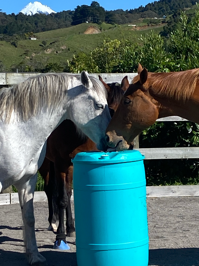 3 Horses at barrel
